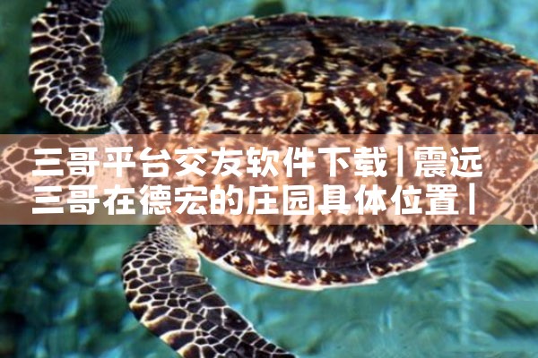 三哥平台交友软件下载|P站专业版